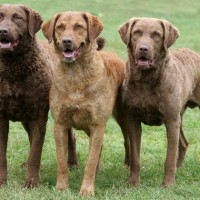 Chesapeake Bay Retriever breed dogs minepuppy
